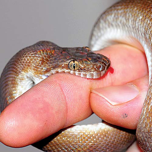 Image result for snake victim