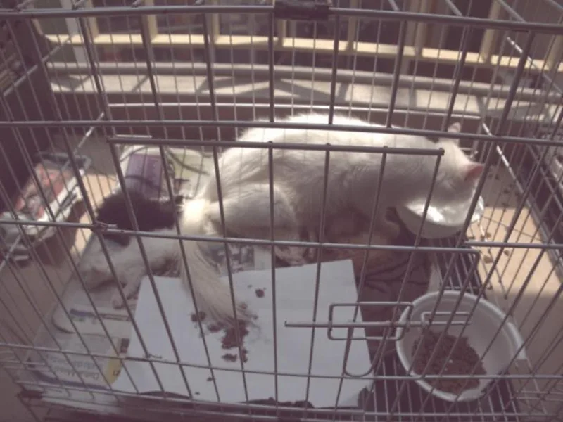 Petknode Dead Kittens