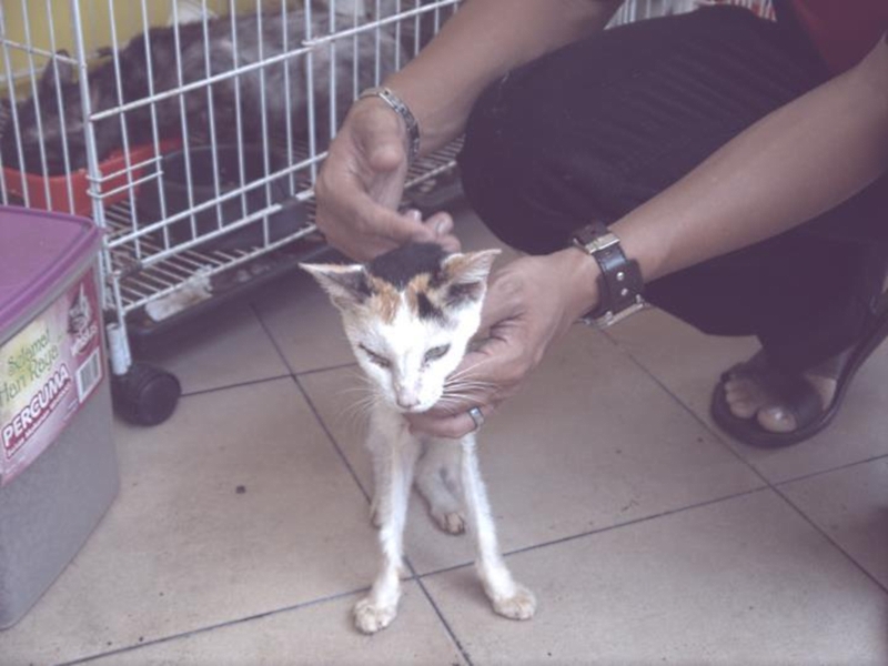 Source: Kucing Terbiar & Anjing Jalanan