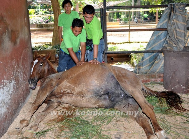 Horse Malacca Zoo