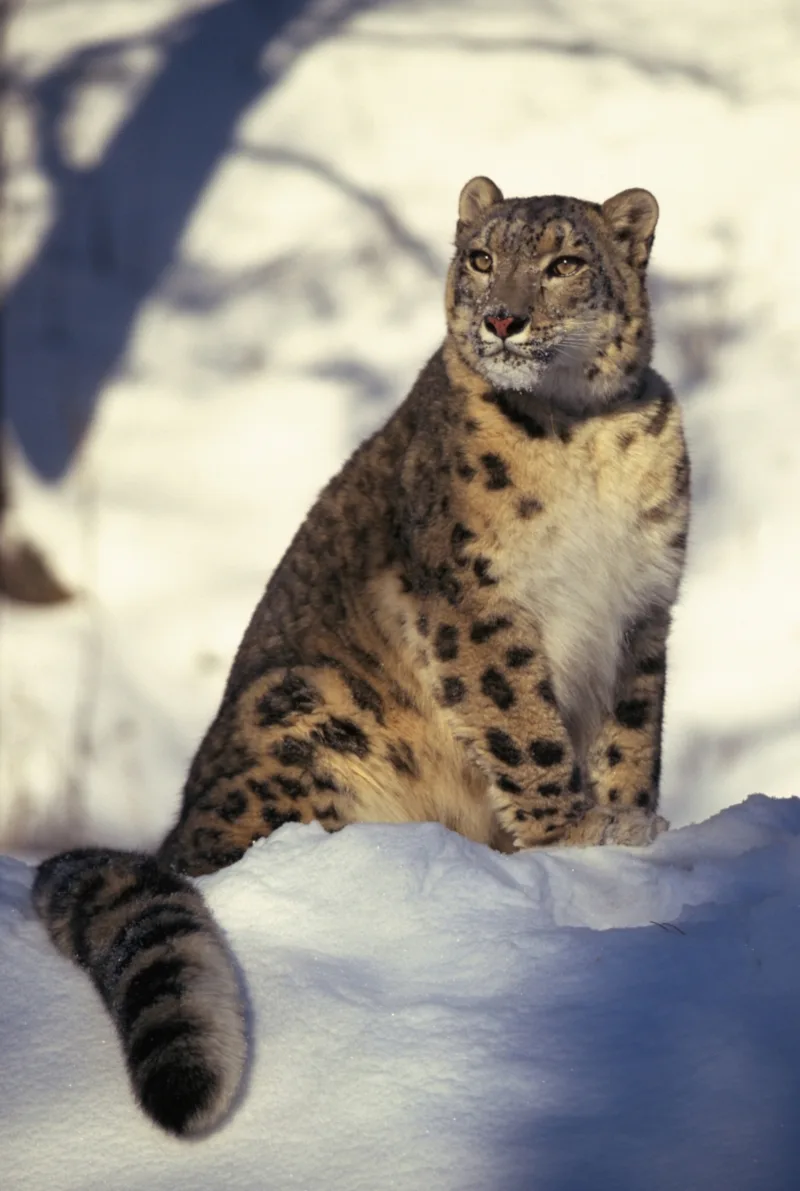Snow Leopard