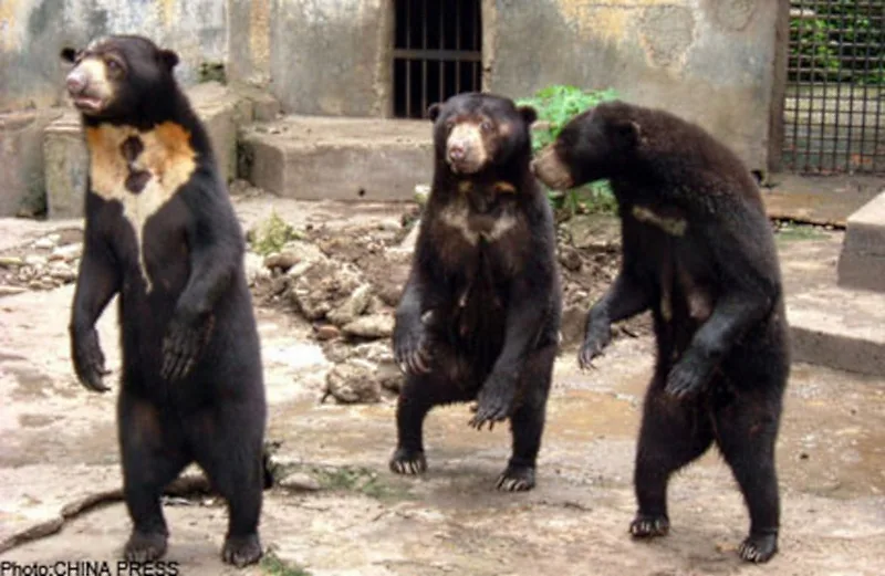 Sun Bear Malacca Zoo