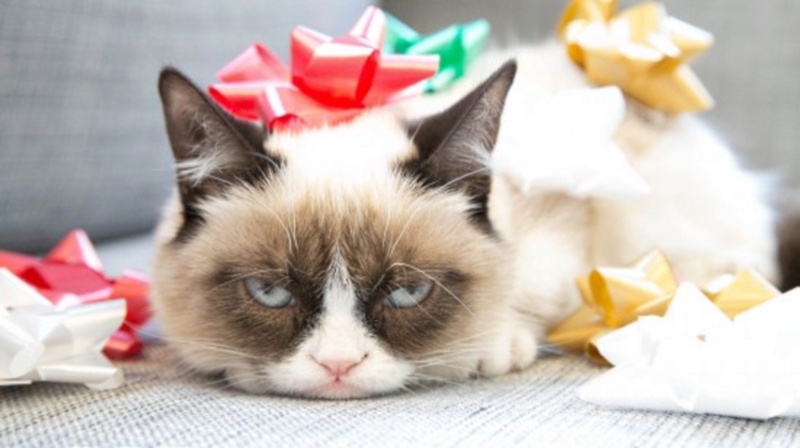 After Grumpy Cat, what memes deserve the Hollywood treatment?, Open thread