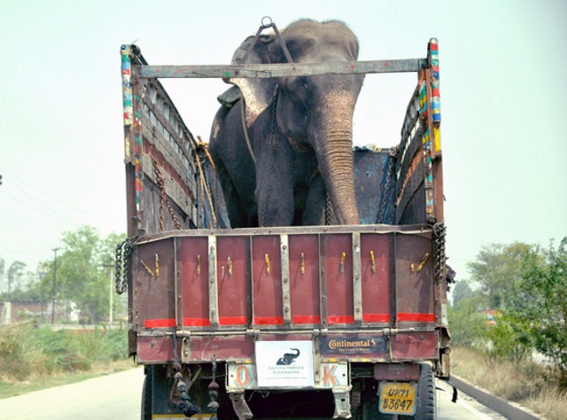 Raju The Elephant Rescue 3