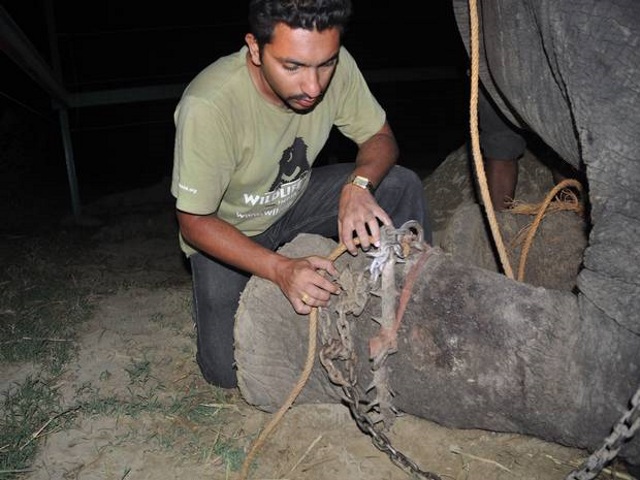 Raju the Elephant Dr. Yaduraj Khadpekar
