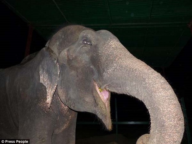 Raju the abused elephant