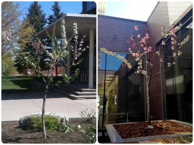 Source: www.treeof40fruit.com