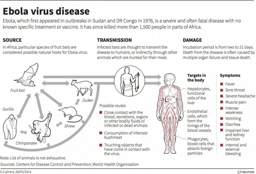 Ebola Virus Disease