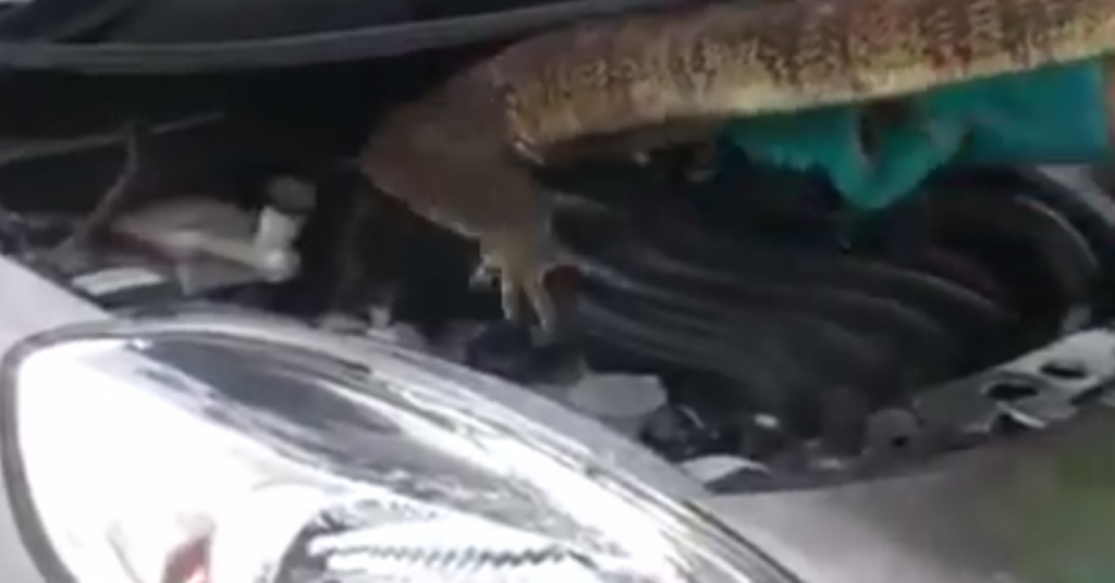 Monitor Lizard Stuck Under Car Bonnet 2