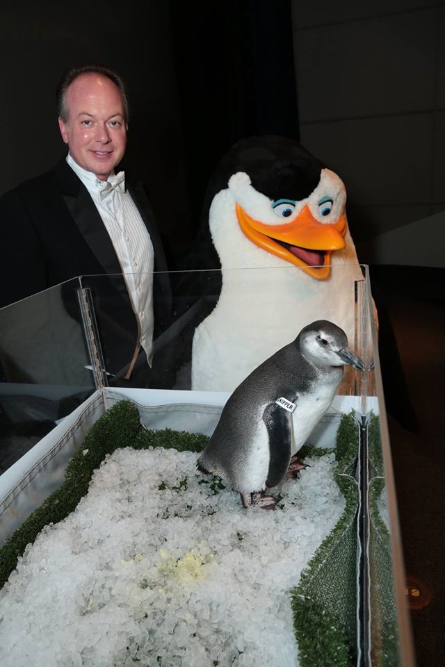 Aquarium of Pacific Baby Penguin Skipper