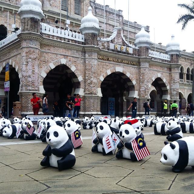 1600 Pandas in Malaysia