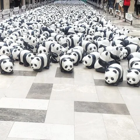 1600 Pandas Publika