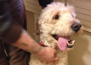 Source: https://twitter.com/mike_the_intern