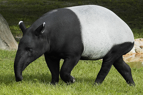 Tapir Conservation Project