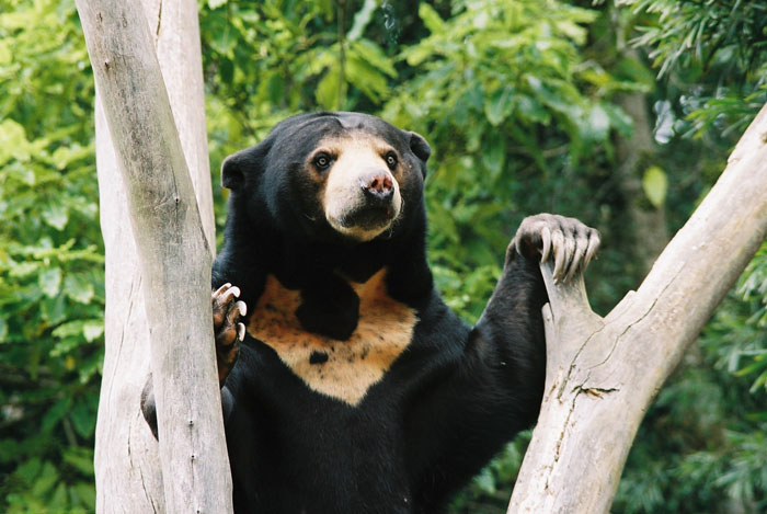 What a healthy sun bear is supposed to look like