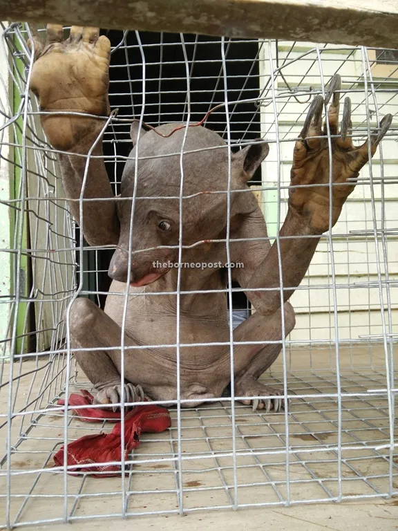 Sick Sun Bear Malaysia