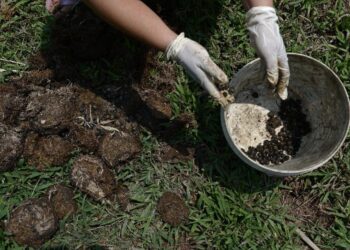 The wife of a mahout extracts coffee beans from elephant dung at the luxury Anantara resort, home to the Golden Triangle Asian Elephant Foundation, in the northern Thai town of Chiang Saen, near the border with Myanmar and Laos (AFP Photo/Christophe Archambault)