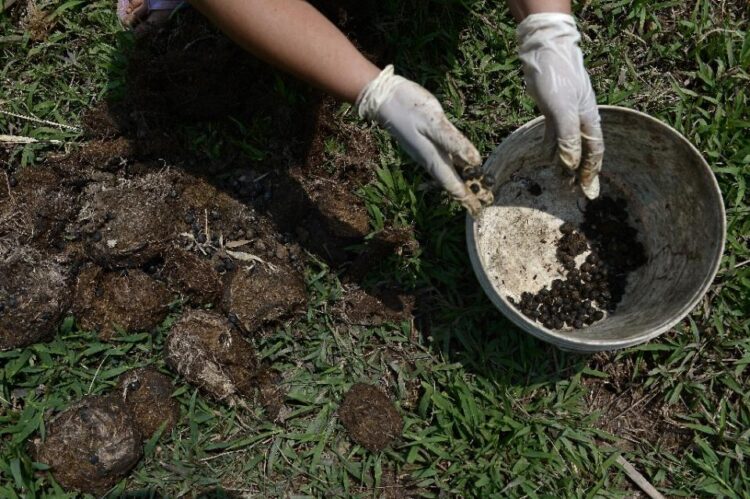 The wife of a mahout extracts coffee beans from elephant dung at the luxury Anantara resort, home to the Golden Triangle Asian Elephant Foundation, in the northern Thai town of Chiang Saen, near the border with Myanmar and Laos (AFP Photo/Christophe Archambault)