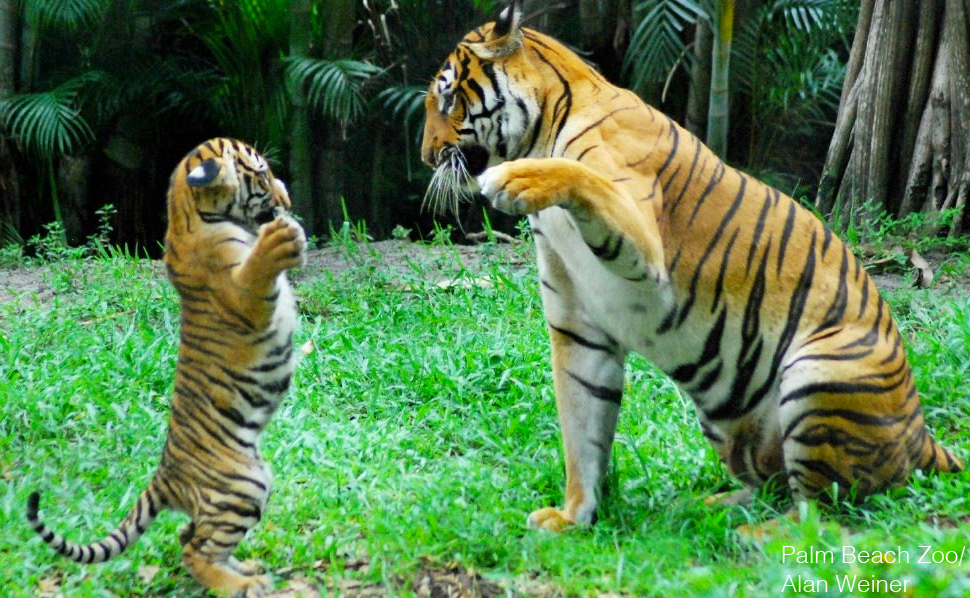 MalayanTiger: Malaysia's National Animal Nearing Extinction, With Less Than  250 Left - Hype Malaysia