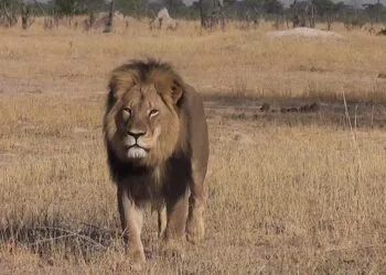 SOURCE: Bryan Orford/Screengrab from Hollywood Reporter