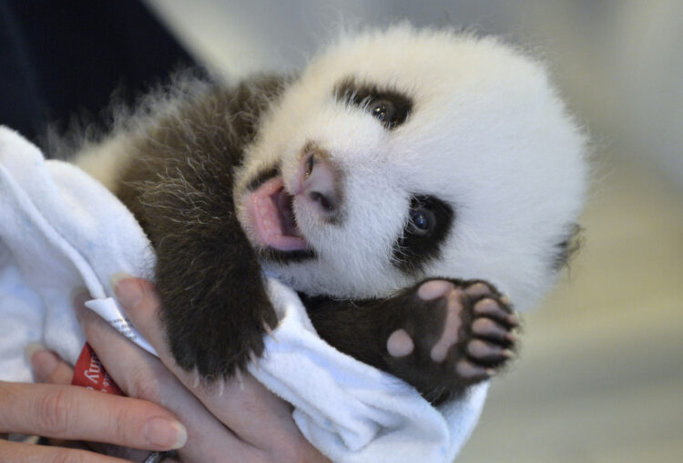 File picture of a panda cub (Source: huffingtonpost.com)