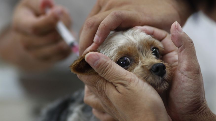 Rabies Dog Vaccination