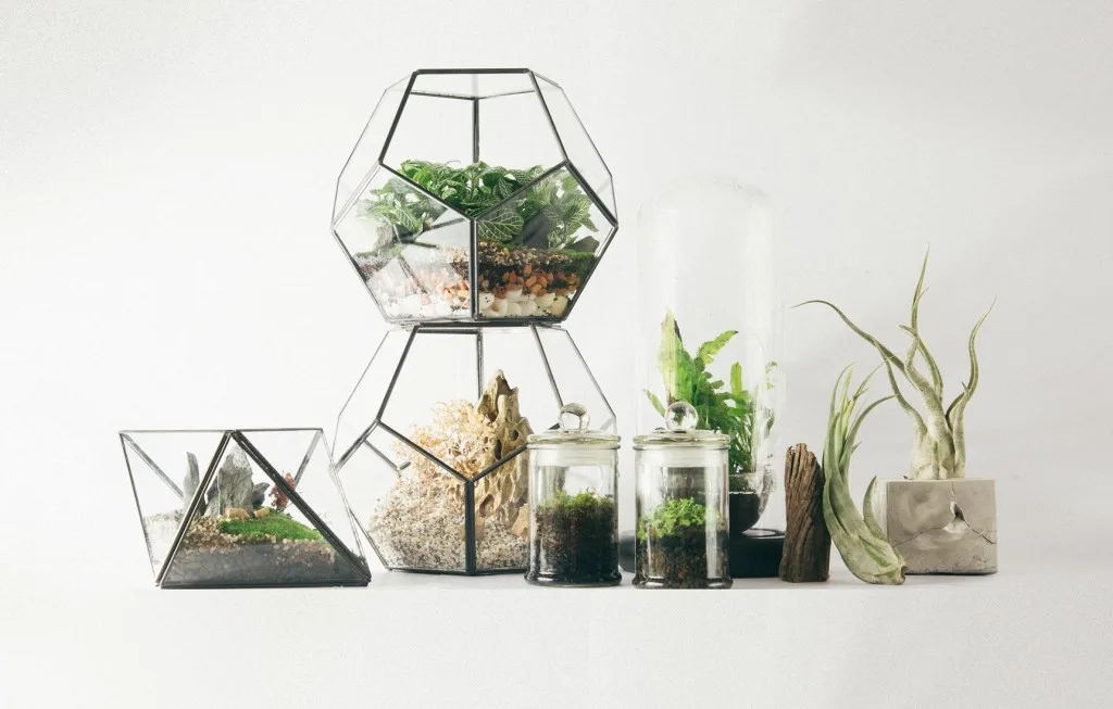 Little Habitats Terrarium
