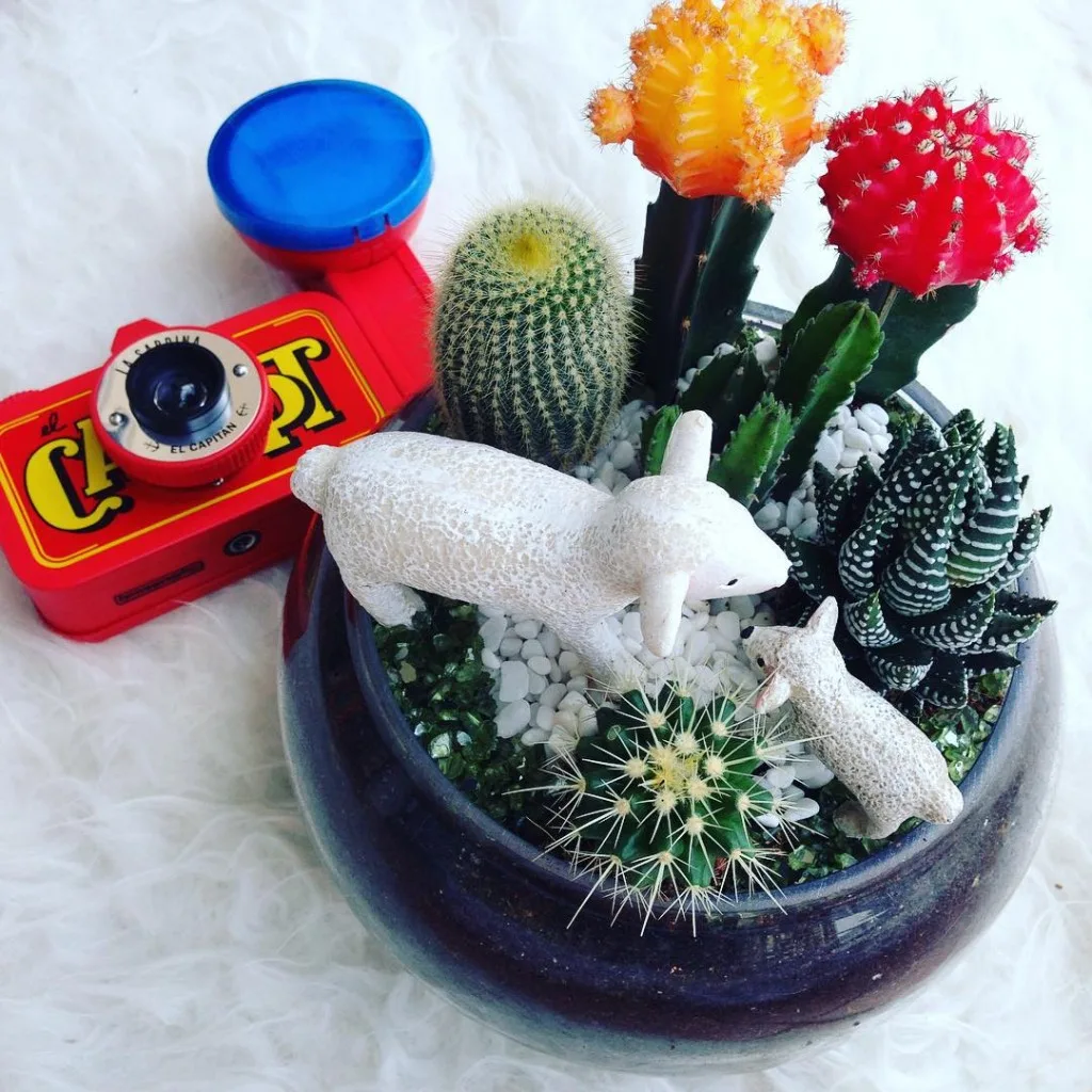 Ola Cacti Terrarium