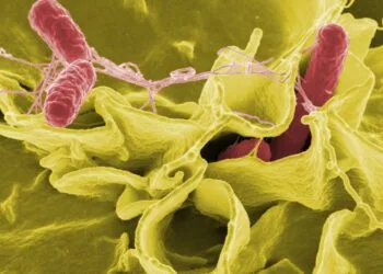 Source: bimcbali.com