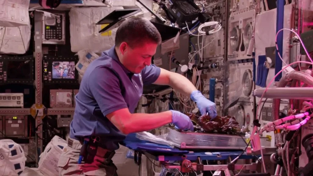 Real-life NASA astronaut Kjell Lindgren harvests lettuce grown from the Veggie experiment while on board the International Space Station. (Source: NASA)