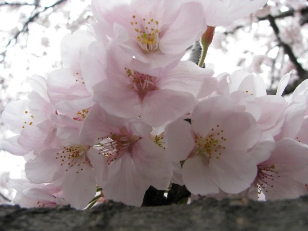 Source: enjoykorea.asia