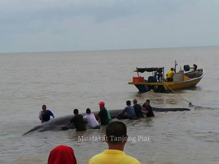 Source: https://www.facebook.com/BrotherhoodJOHOR/