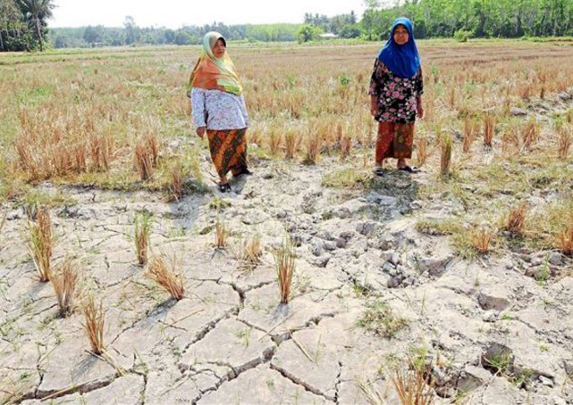Yudoh (right) & fellow farmer Hatijah Ahmad Saad, 63, standing on a parched padi field in Kedah. (Source: The Star)