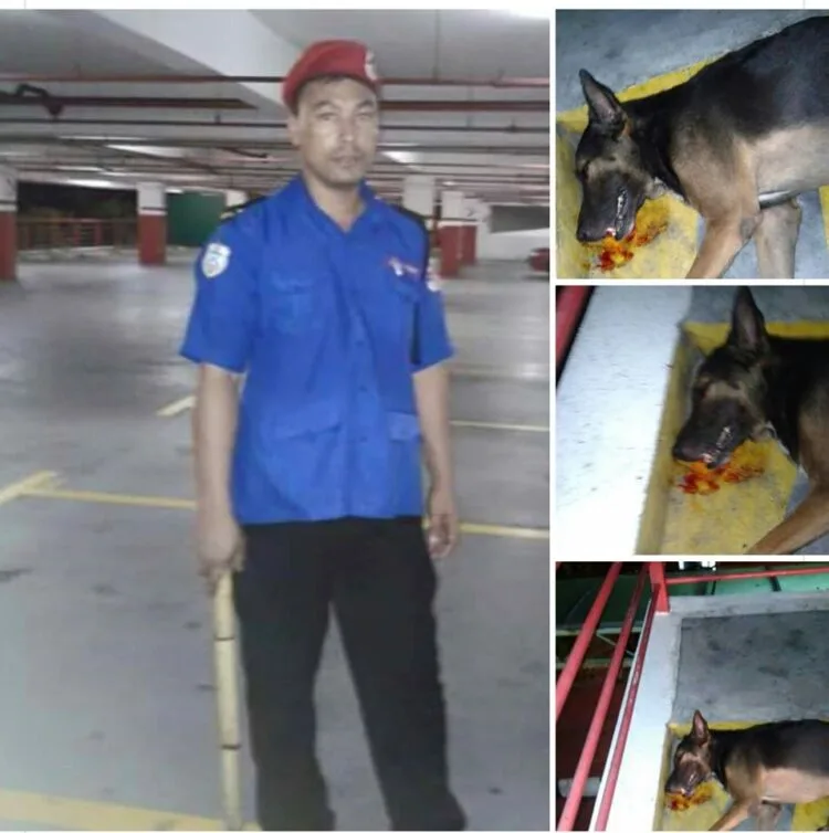 Source: facebook.com/MalaysianDogsDeserveBetter