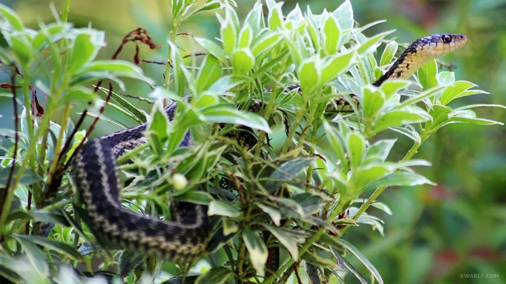 Source: jaygaulard.com