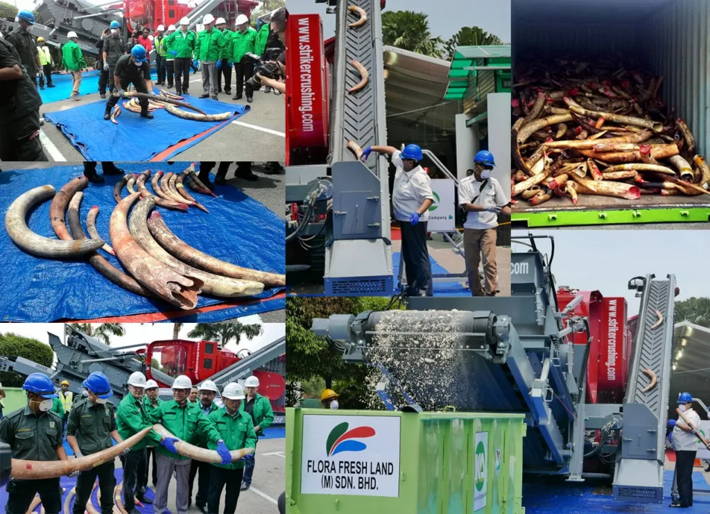 elephant ivory-gallery