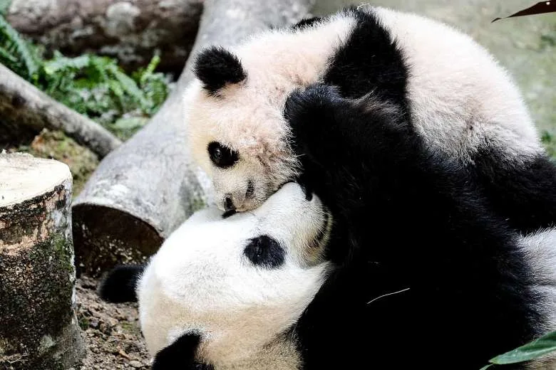 pandas5