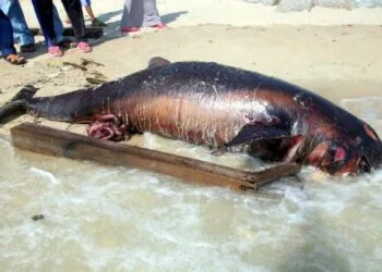 MELAKA 17 JULY 2017. Keadaan bangkai yang dipercayai anak ikan paus yang terdampar di Pantai Puteri. STR/ MUHAMMAD ZUHAIRI ZUBER