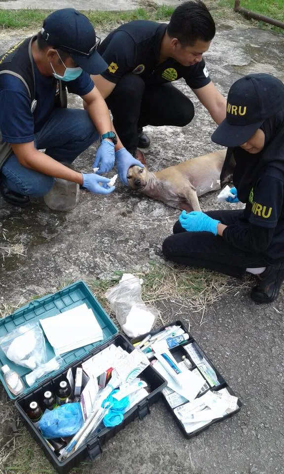 dog plastic container.