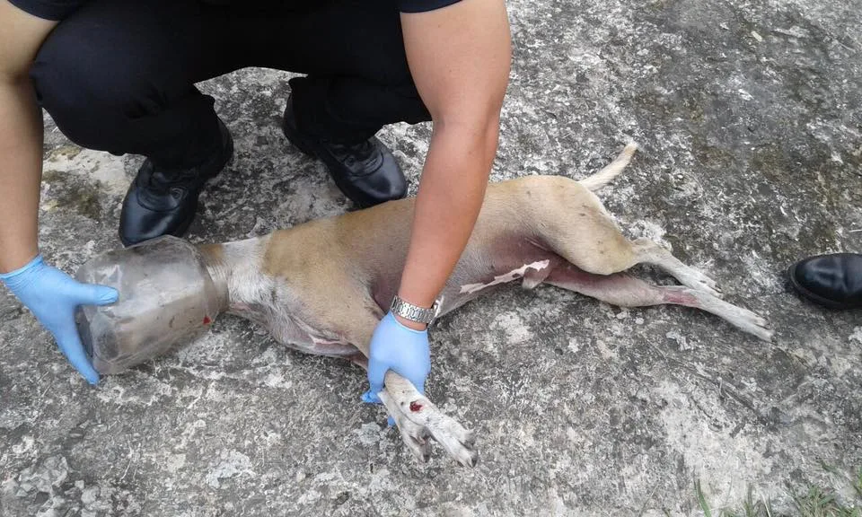 dog plastic container