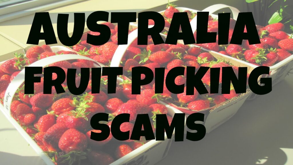 fruit picking scam