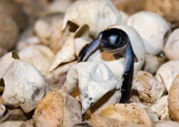 At the Turtle Island National Park, turtle nests are excavated and placed in a hatchery to prevent the nests being dug up by poachers or animals. This hatchling emerged whilst rangers opened up a nest to check for other hatchlings.