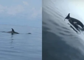 Source: YouTube screenshot