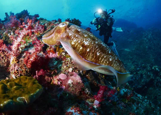 Source: Dive The World