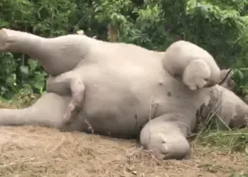 Source: Video Screenshot