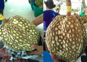 Source: Bangkok Coconuts