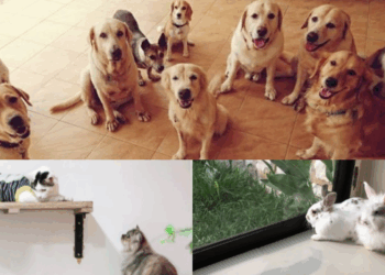 Home Boarding Centres