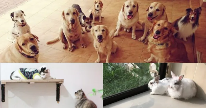 Home Boarding Centres