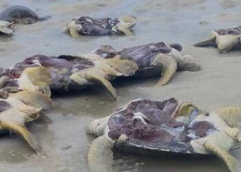 Green Turtles