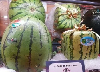 Japan Square Watermelon